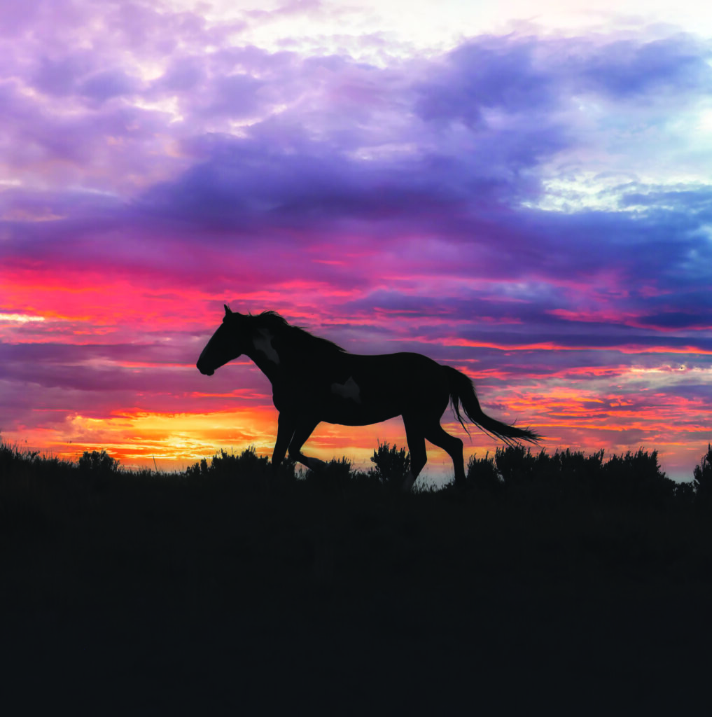 The nearly 30,000-acre refuge for wild horses is a model for how wild horses can be managed. Courtesy The Wild Horse Refuge. 