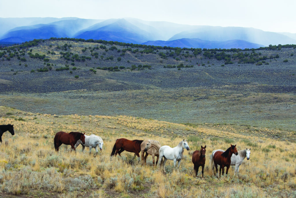 The Wild Horse Refuge near Craig encompasses 30,000 acres.