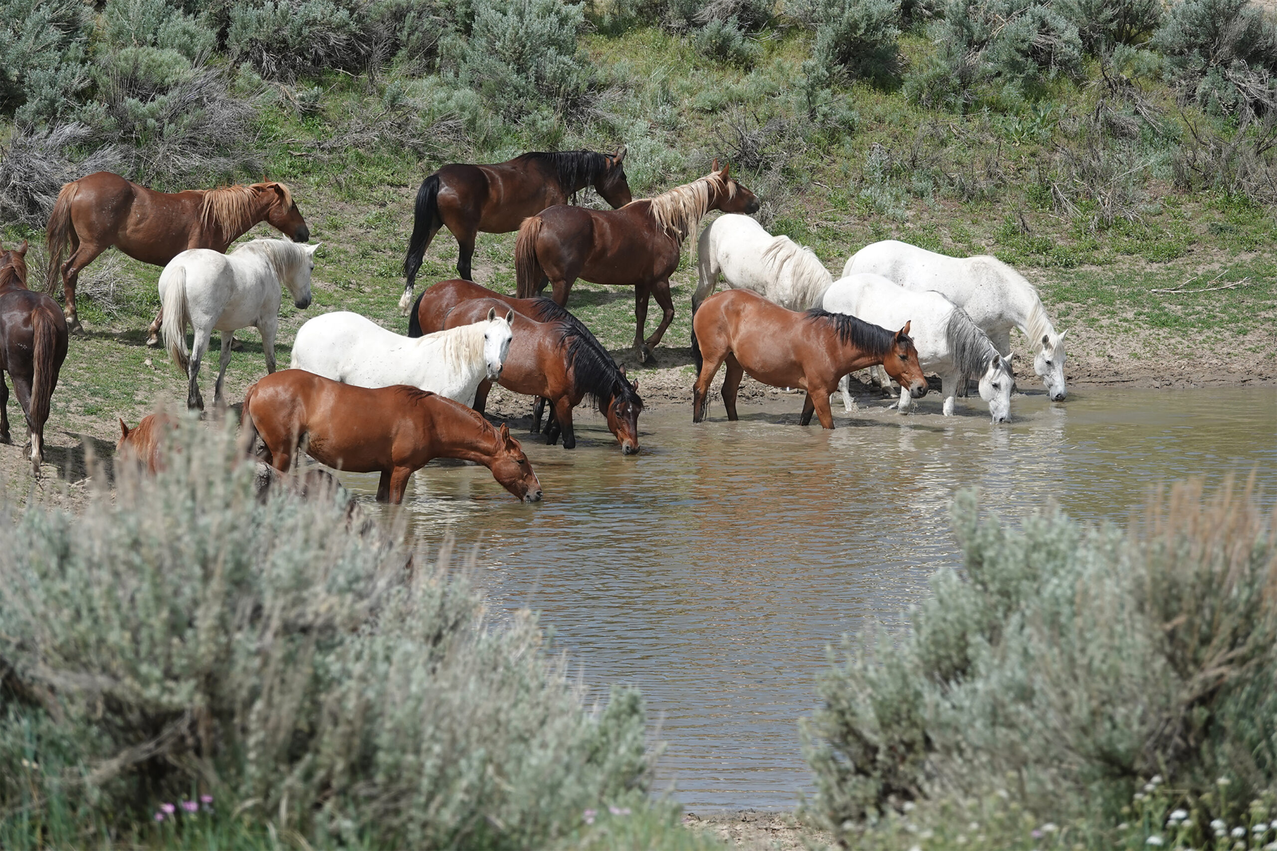 Wild horses graze at The Wild Horse Refuge in northwest Colorado. Courtesy The Wild Horse Refuge.